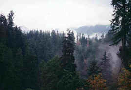 capilano fog